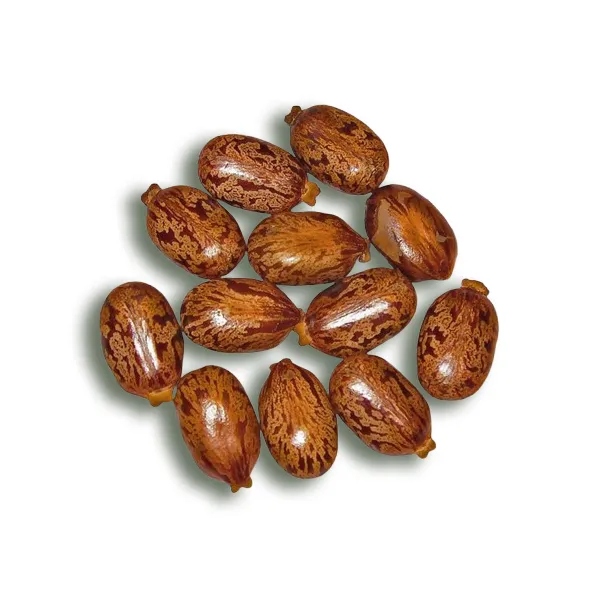 Castor-Bean